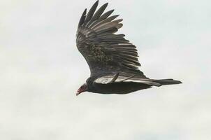 Turkey Vulture, ,planning in flight, Patagonia, Argentina photo