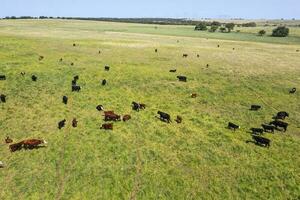 Cows silhouettes  grazing, La Pampa, Patagonia, Argentina. photo