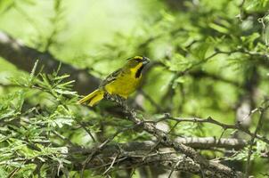 amarillo cardenal, gobernadora cresta, en peligro de extinción especies en la pampa, argentina foto