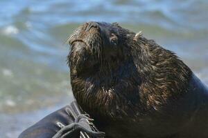 Male Sea Lion , Patagonia, Argentina photo