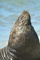 Male Sea Lion , Patagonia, Argentina photo