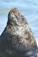 Male Sea Lion , Patagonia, Argentina photo