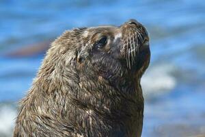 masculino mar león , Patagonia, argentina foto