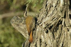 Narrow billed Woodcreeper,Lepidocolaptes angustirostris, La Pampa, Argentina photo