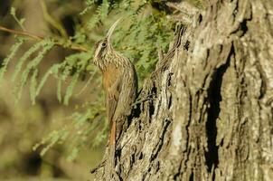 Narrow billed Woodcreeper,Lepidocolaptes angustirostris, La Pampa, Argentina photo