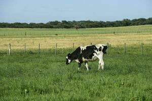 Cattle in Argentine countryside,La Pampa Province, Argentina. photo