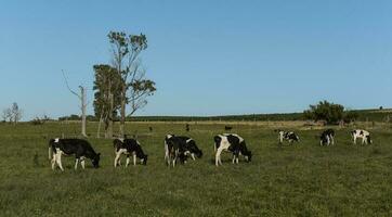 Cattle in Argentine countryside,La Pampa Province, Argentina. photo