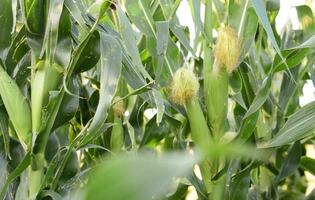 Cornfield in La Pampa Province, Argentina photo