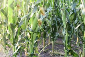 Cornfield in La Pampa Province, Argentina photo