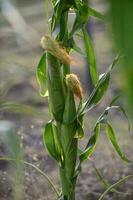 Cornfield in La Pampa Province, Argentina photo