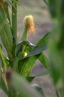 Cornfield in La Pampa Province, Argentina photo