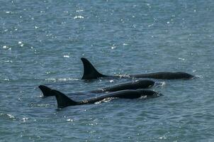 Killer whale family hunting sea lions, Peninsula valdes, Patagonia Argentina photo