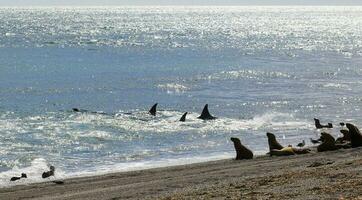 orca agresor mar leones, Patagonia argentina foto