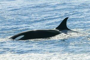 Orca attacking sea lions, Patagonia Argentina photo