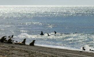 asesino ballena caza mar leones, península Valdés, Patagonia argentina foto