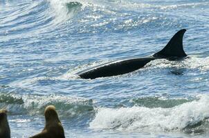 Killer whale hunting sea lions, Peninsula valdes, Patagonia Argentina photo