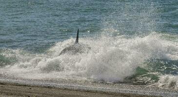 asesino ballena caza mar leones, península Valdés, Patagonia argentina foto