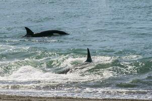 asesino ballena caza mar leones, península Valdés, Patagonia argentina foto