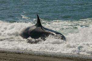 Orca attacking sea lions, Patagonia Argentina photo