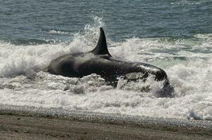 asesino ballena varamiento, península Valdés, Patagonia argentina foto