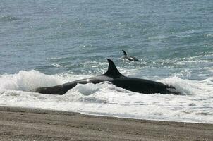 Killer whale stranding, Peninsula valdes, Patagonia Argentina photo