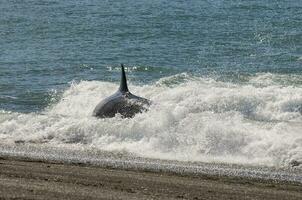 asesino ballena caza mar leones, península Valdés, Patagonia argentina foto