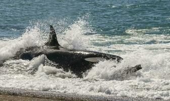 asesino ballena varamiento, península Valdés, Patagonia argentina foto