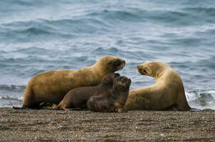 hembra mar león madre y cachorro, península Valdés, Patagonia, argentina foto