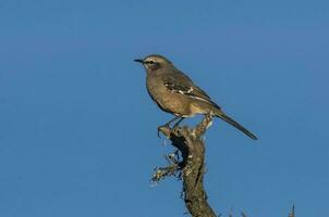 Patagonian Mockingbird, Peninsula Valdes,Patagonia, Argentina photo