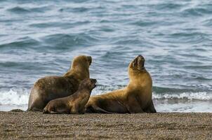 hembra mar león madre y cachorro, península Valdés, Patagonia, argentina foto