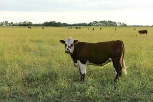 Cattle in Argentine countryside,La Pampa Province, Argentina. photo