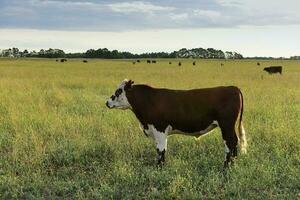 Cattle in Argentine countryside,La Pampa Province, Argentina. photo