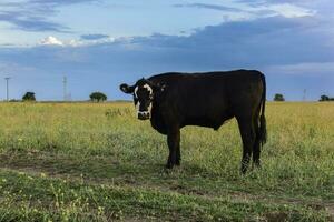 vacas en argentino campo, la pampa provincia, argentina. foto