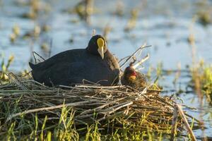 White winged Coot in her nest with chicks, La Pampa, Argentina photo