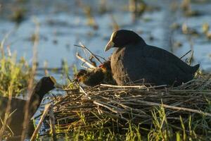 White winged Coot in her nest with chicks, La Pampa, Argentina photo