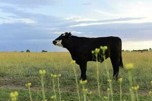 vacas en argentino campo, la pampa provincia, argentina. foto