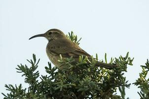 Scale throated earthcreeper , Patagonia, Argentina. photo