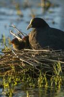 White winged Coot in her nest with chicks, La Pampa, Argentina photo