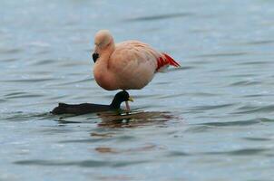 Flamingo and coot in a lagoon, Tierra del Fiego, Patagonia, Argentina. photo