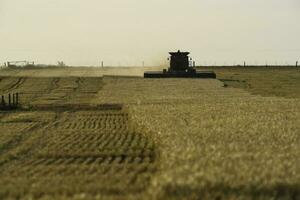 Harvester machine, harvesting in the Argentine countryside, Buenos Aires province, Argentina. photo