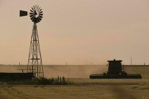 Harvester machine, harvesting in the Argentine countryside, Buenos Aires province, Argentina. photo