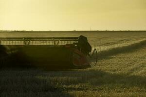 Harvester machine, harvesting in the Argentine countryside, Buenos Aires province, Argentina. photo