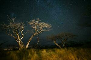 Burning trees photographed at night with a starry sky, La Pampa province, Patagonia , Argentina. photo