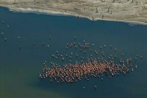 flamencos rebaño en un salado laguna, la pampa provincia, patagonia, argentina. foto