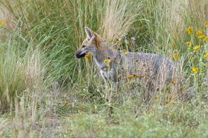 Pampas Grey fox in Pampas grass environment, La Pampa province, Patagonia, Argentina. photo