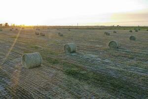 Grass bale in the Pampas countryside, Buenos Aires Province, Argentina photo