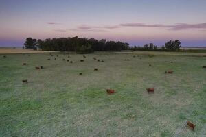 Aerial view of a troop of steers for export, cattle raised with natural pastures in the Argentine countryside. photo