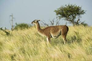 guanaco, lama guanicoe, luro parque, la pampa provincia, la pampa, argentina. foto