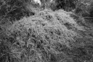 Calden forest landscape, Geoffraea decorticans plants, La Pampa province, Patagonia, Argentina. photo