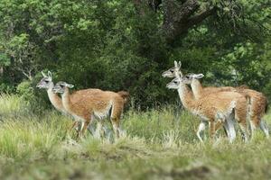 guanaco, lama guanicoe, luro parque, la pampa provincia, la pampa, argentina. foto